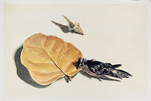 Image of Keith Crowley's painting, Sea Grape, Drill, Downey Woodpecker Remains
